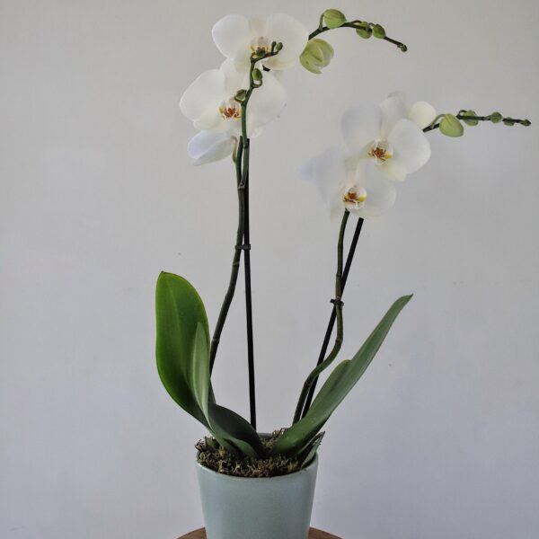 Orchidée & cache-pot